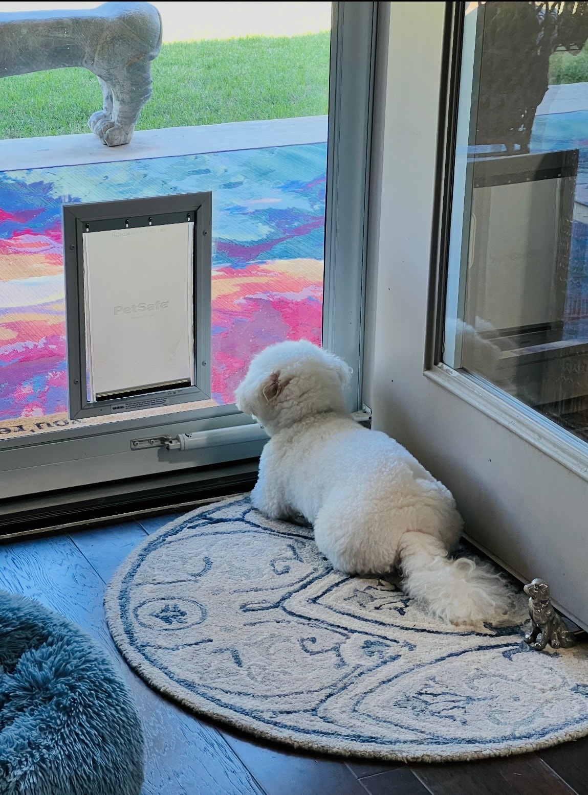 Austin the dog gazing out the door